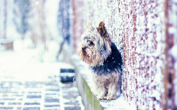 На рабочий стол зима собаки