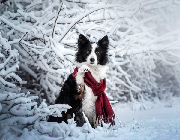 На рабочий стол зима собаки