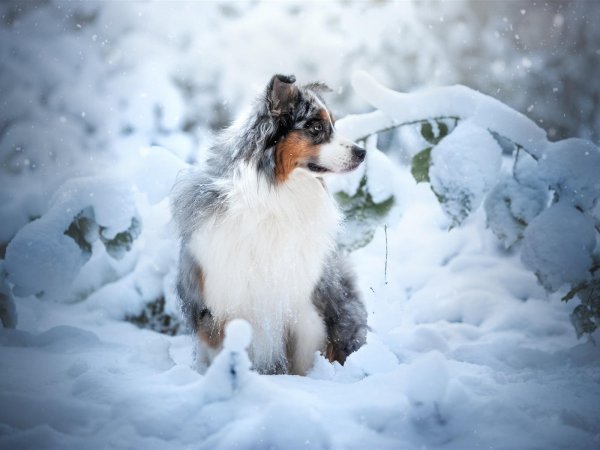 На рабочий стол зима собаки