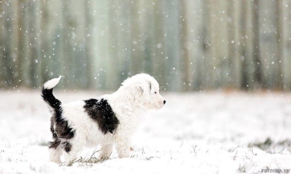 На рабочий стол зима собаки