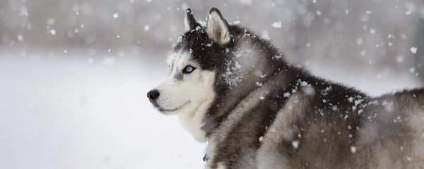 На рабочий стол зима собаки