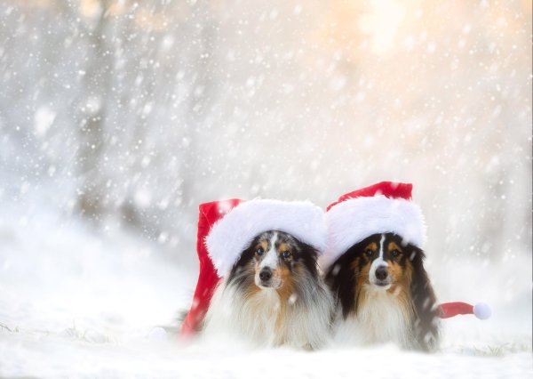 На рабочий стол зима собаки