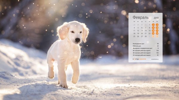 На рабочий стол зима собаки