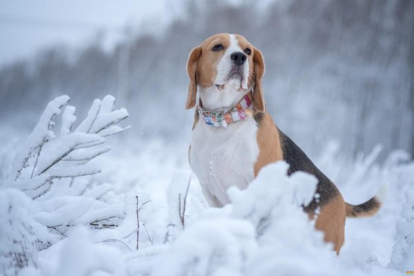 На рабочий стол зима собаки