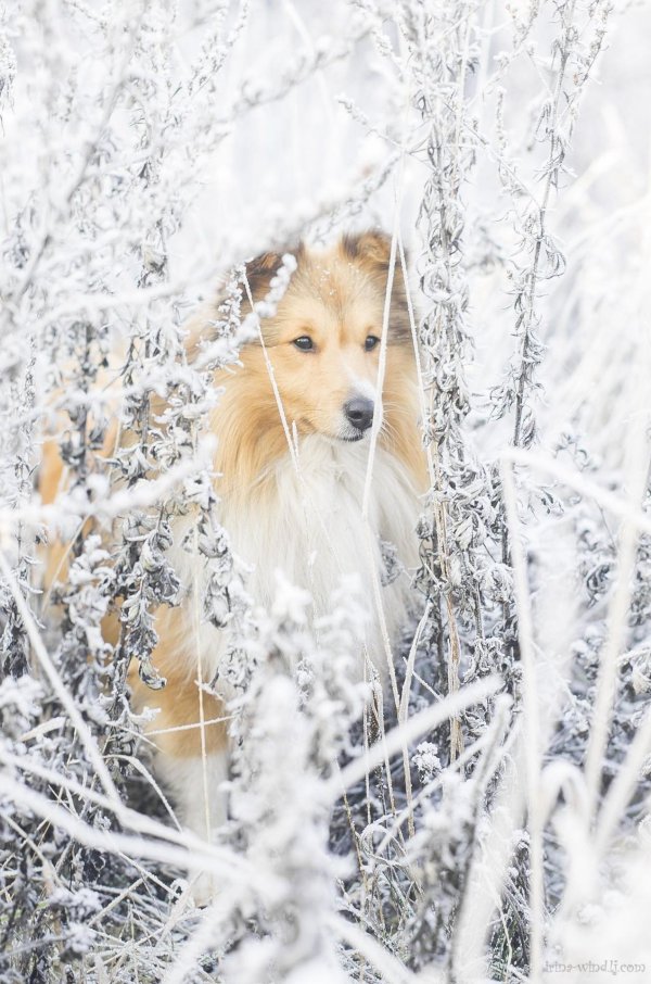 На рабочий стол зима собаки