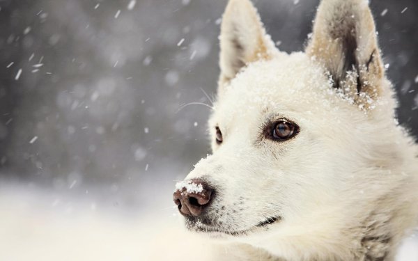 На рабочий стол зима собаки