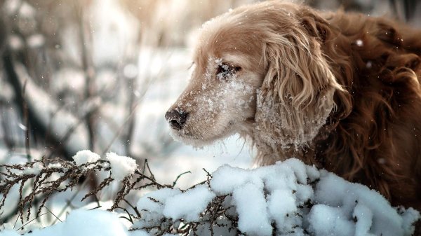 На рабочий стол зима собаки