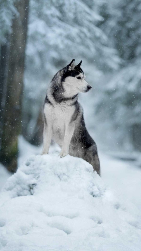 На рабочий стол зима собаки