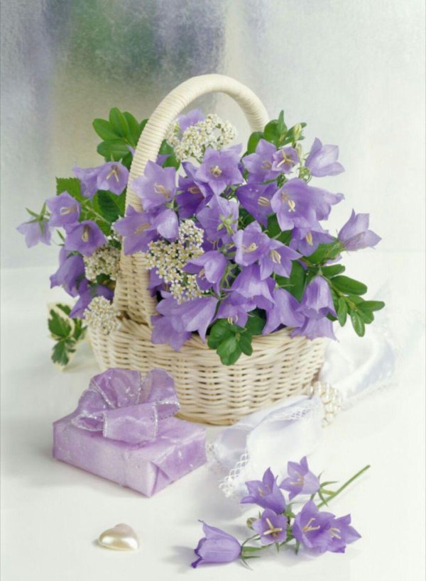 колокольчики цветок