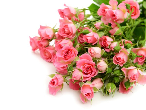 роза розовая