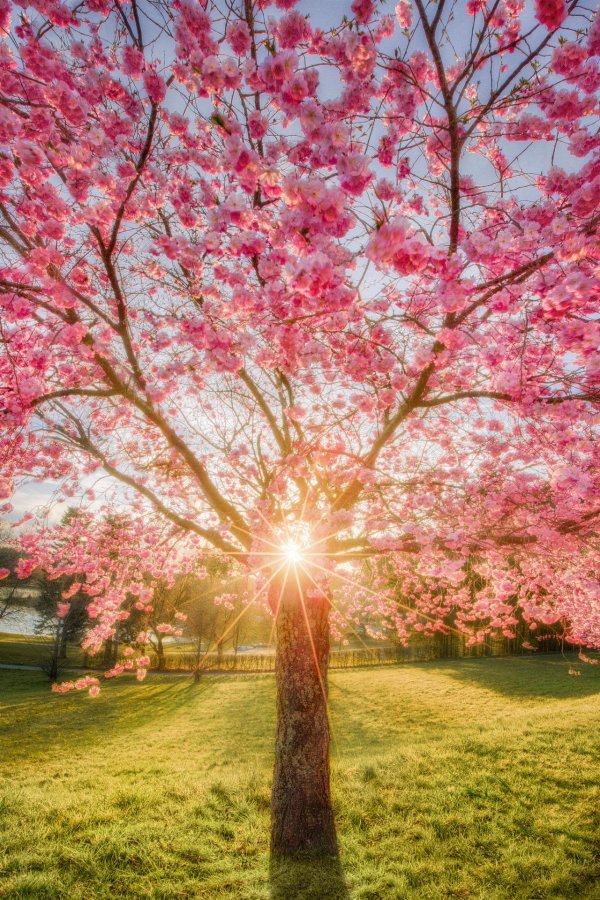 цветущие деревья