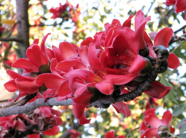 бомбакс сейба