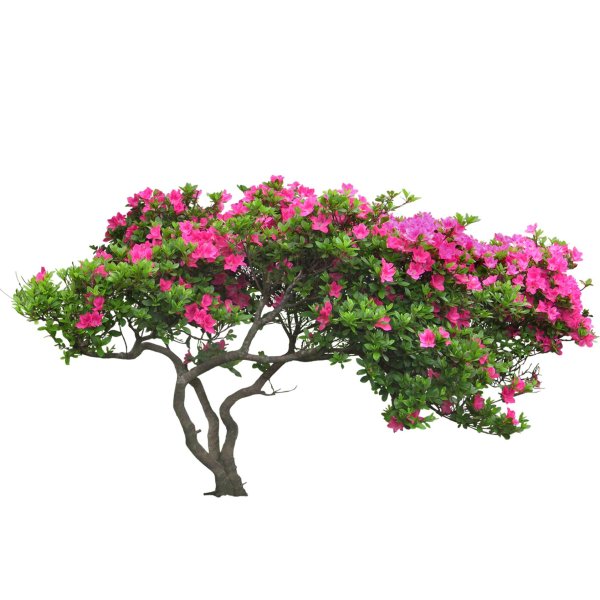 куст на прозрачном фоне