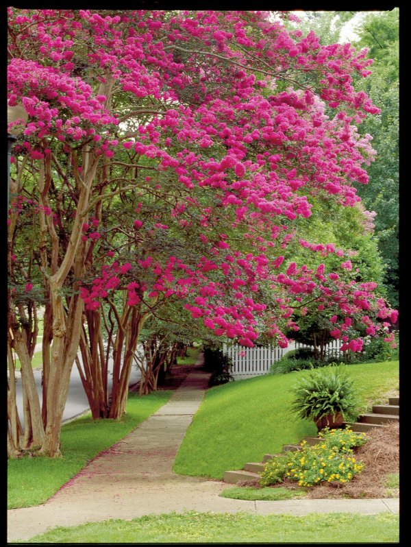 crepe myrtle