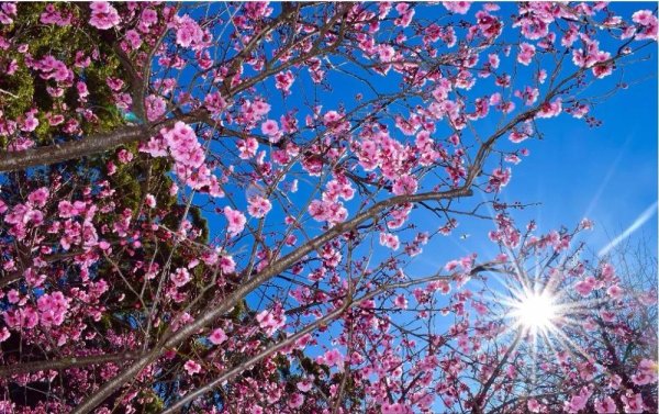 цветет сакура