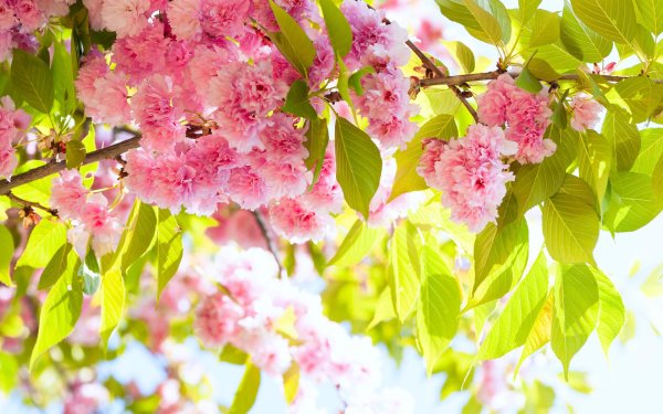 цветущая вишня