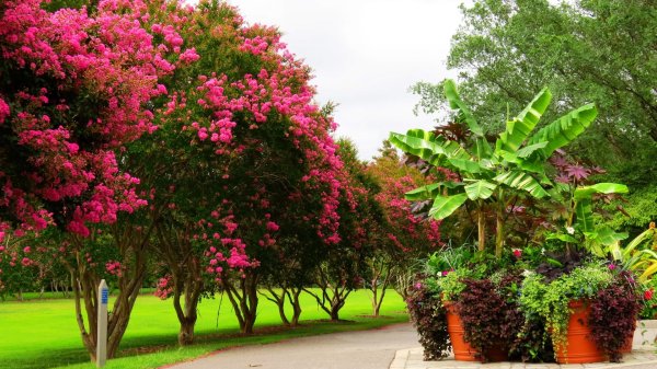 лагерстремия индийская