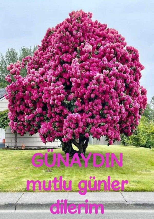 азалия древовидная