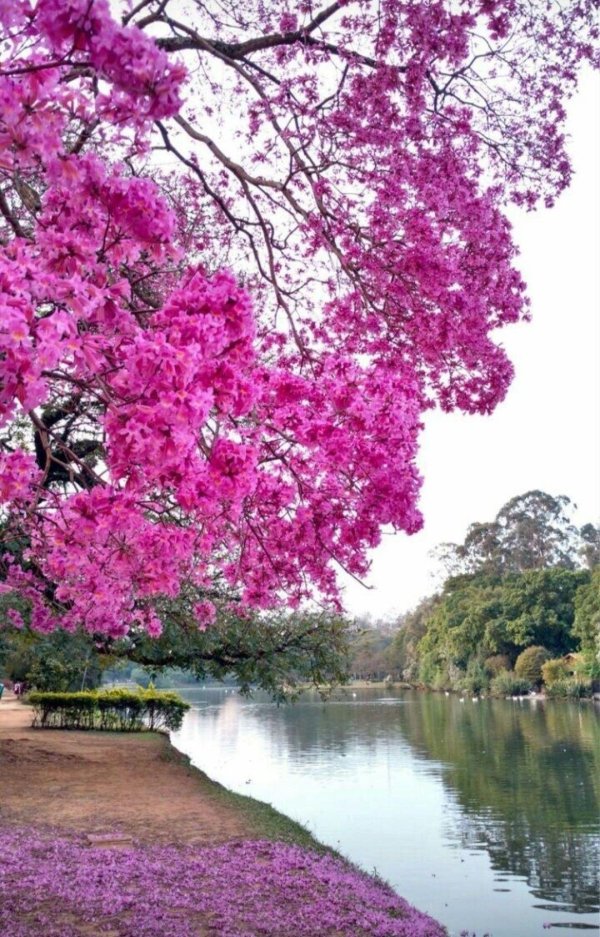 красивые цветущие деревья