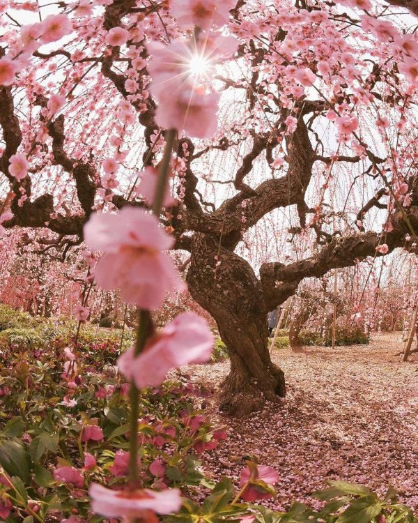 цветение сакуры