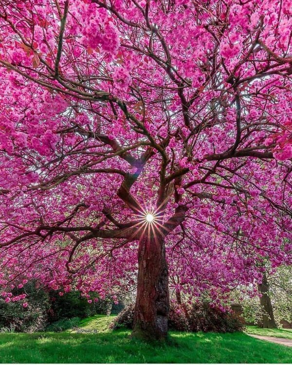 цветущие деревья