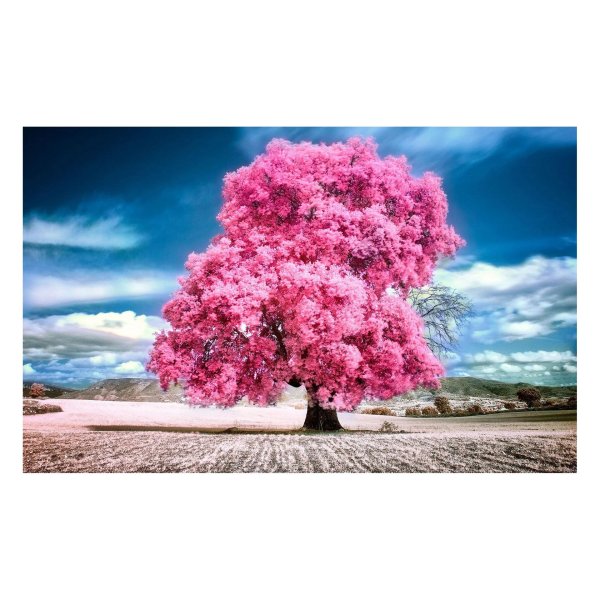 розовое дерево