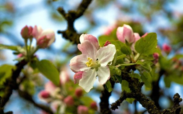 apple blossom