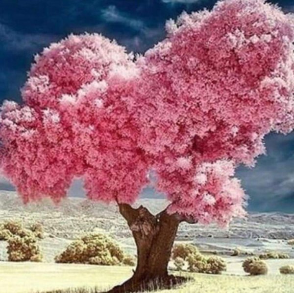 дерево сердце