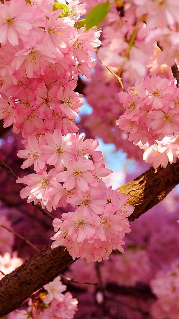 вишня цветки