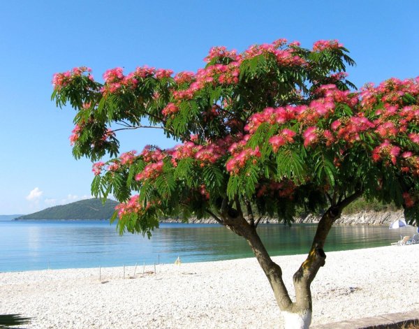 альбиция саман