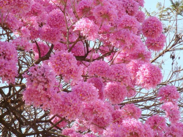 табебуйя розовая tabebuia rosea