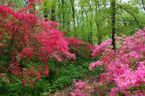 north carolina arboretum