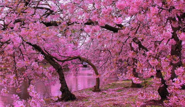 цветение сакуры