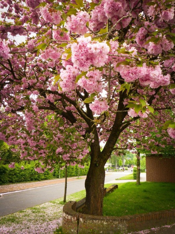 вишня мелкопильчатая канзан