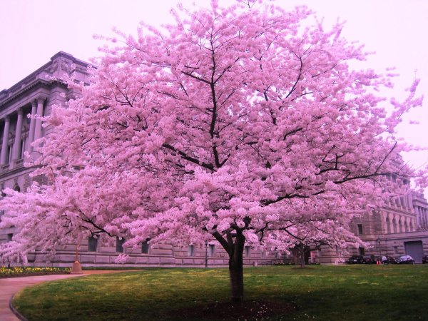 cherry blossom tree