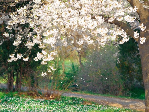 цветущий вишневый сад