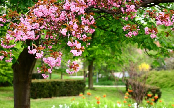 цветущие деревья