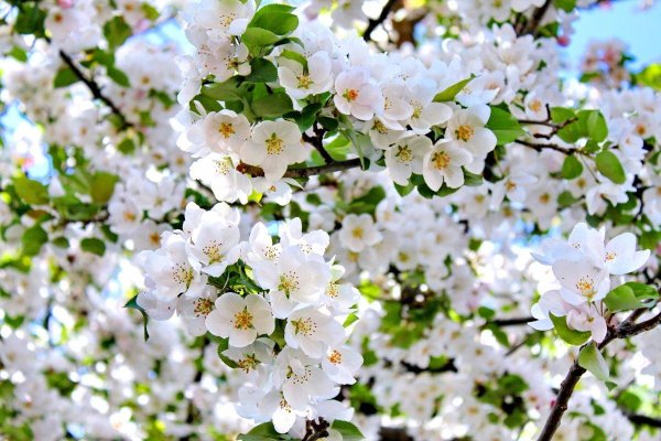 яблоня жасмин