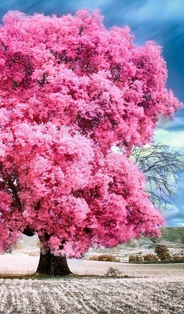 красивое дерево