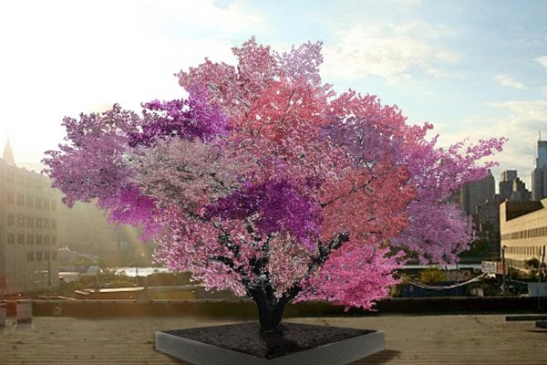 blossom tree