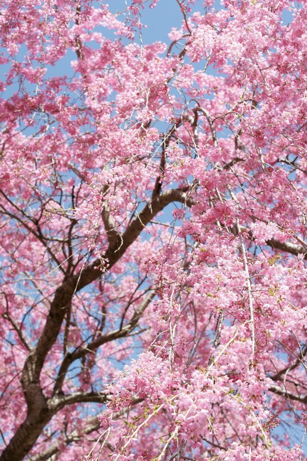 cherry blossom tree