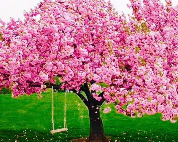 розовая яблоня