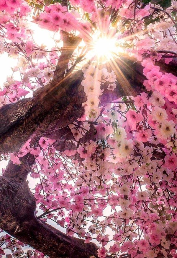 цветение сакуры