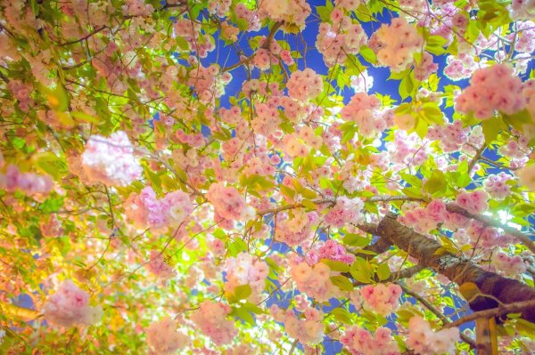 цветущая весна