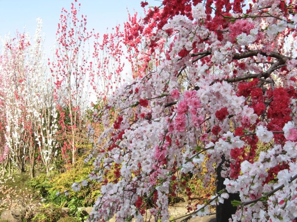 сад кавати фудзи