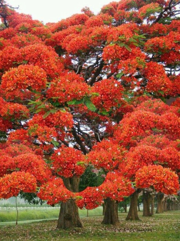 делониксфламбоян королевский