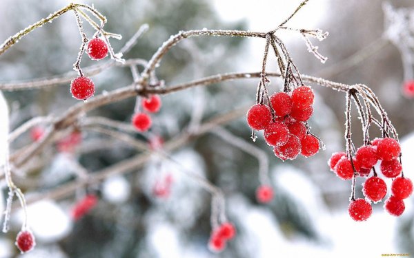 Зима маленькие