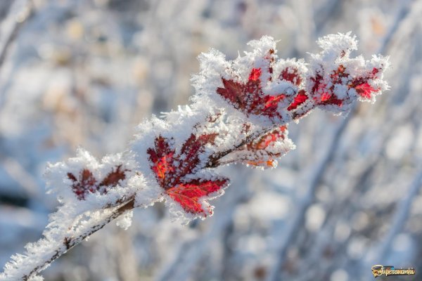 Декабрь зима