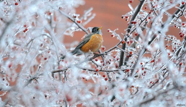 Декабрь зима