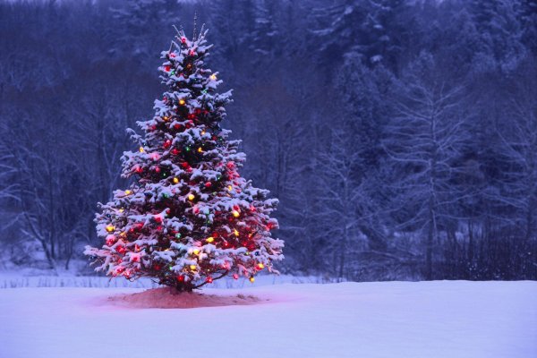 Елочка зима